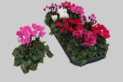 Cyclamen Super Serie Carino 10Ø 23cm