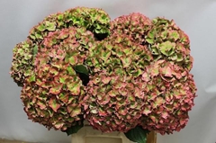 Hydrangea Rodeo Red Classic 60cm 18-20cm Hd