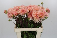 Dahlia Henriette 55cm
