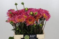 Dahlia Karma Sangria 55cm