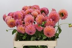 Dahlia Linda's Baby 55cm