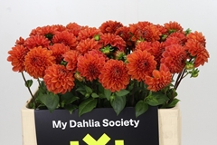 Dahlia Orange Fox 50cm