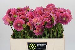 Dahlia Pink Suffusion 50cm