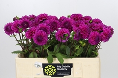 Dahlia Purple Fox 50cm