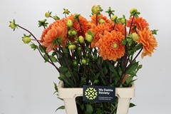 Dahlia Renato Tosio 55cm