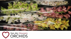 Cymbidium Mix 80cm