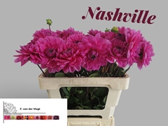 Dahlia Nashville 55cm