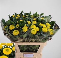 Chrysanth Single Golden Ping Pong 80cm 90gr.