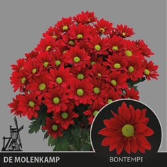 Chrysanth Spray Mexicano 70cm 80gr.