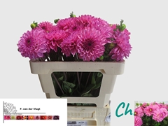 Dahlia Chicago 55cm