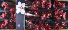 Cymbidium Vulcano 60cm