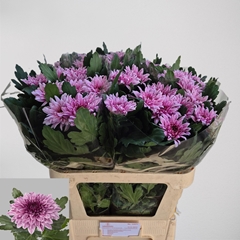 Chrysanth Single Bigoudi Pink 80cm 120gr.