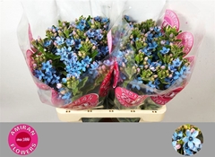 Oxypetalum Tanioka Pure Blue 50cm