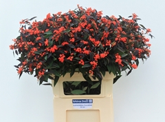 Euphorbia Fulgens Spray Ruby Red 80cm 15cm Hd