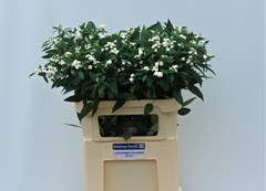 Euphorbia Fulgens Spray Quicksilver 75cm 5cm Hd