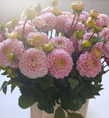 Dahlia Wizard Of Oz 50cm