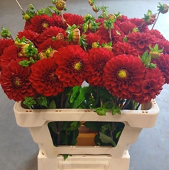 Dahlia Salsa 52cm