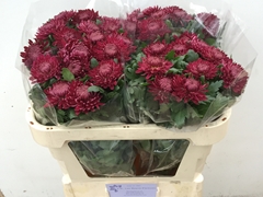 Chrysanth Single Bigoudi Purple 70cm 55gr.