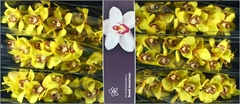 Cymbidium La Vie Stella 80cm