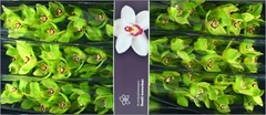 Cymbidium Bonyoni 80cm