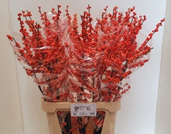Ilex Verticillata Oudijk's Orange 100cm