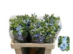 Oxypetalum Tanioka Pure Blue 55cm