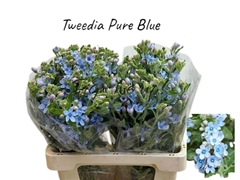 Oxypetalum Tanioka Pure Blue 60cm