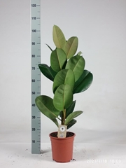 Ficus Robusta 21Ø 105cm