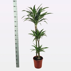 Dracaena Warneckei 24Ø 145cm