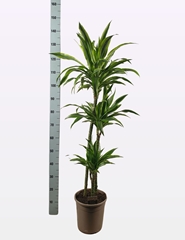 Dracaena Lemon Lime 24Ø 145cm