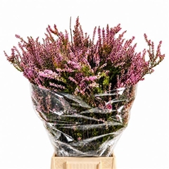 Erica Pink 55cm