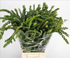 Acacia Decurrens Green 70cm 200gr.