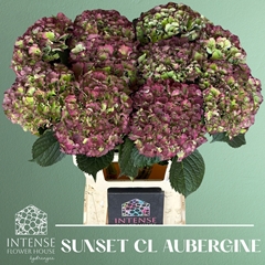Hydrangea Royal Sunset Classic 65cm 18-20cm Hd
