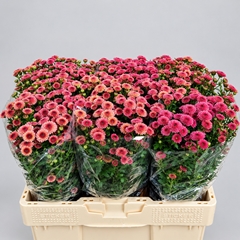 Chrysanth Santini Calimero Apricot 55cm 40gr.