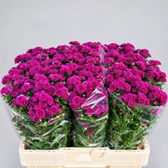 Chrysanth Santini Calimero Dark Pink 55cm 46gr.