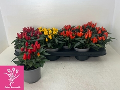 Capsicum Salsa Mix 10Ø 18cm