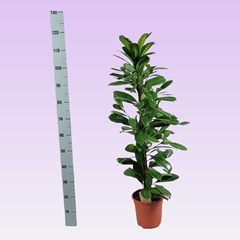 Ficus Cyathistipula 21Ø 120cm