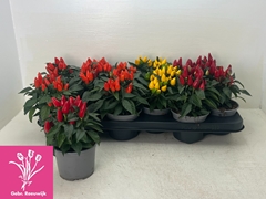 Capsicum Salsa Mix 10Ø 18cm