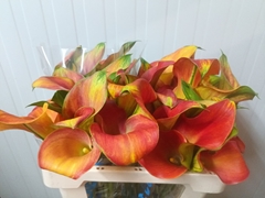 Zantedeschia Merengue 50cm Twisted