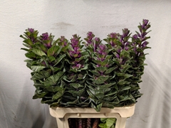 Brassica Red Crane 80cm