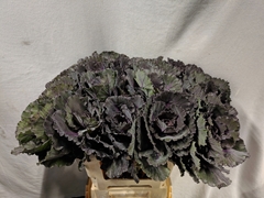 Brassica Black Leaf 60cm