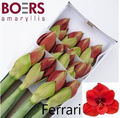 Hippeastrum Ferrari 60cm