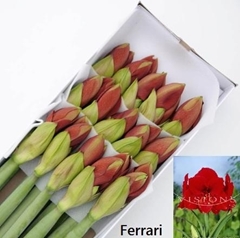 Hippeastrum Ferrari 60cm