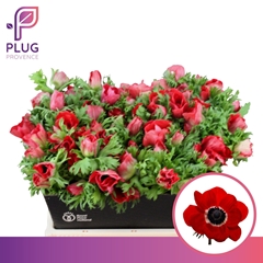 Anemone Coronaria Marianne Red 40cm