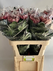 Chrysanth Single Regalmist Red 80cm 170gr.