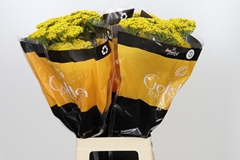 Achillea Golden Prairi 70cm