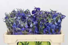 Delphinium Single Oriental Blue 50cm