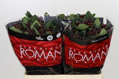Hypericum Rocky Romance 60cm