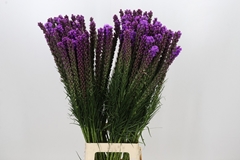 Liatris Callilepis 90cm