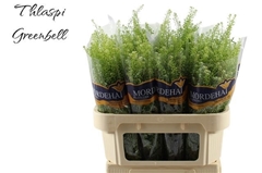 Lepidium Ruderale Green Bell 70cm 15gr.